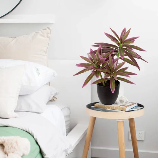 Faux Bonsai in Pot – 52cm